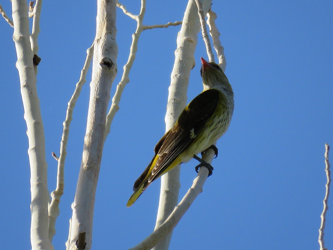 Eurasian Golden Oriole - ML640188229