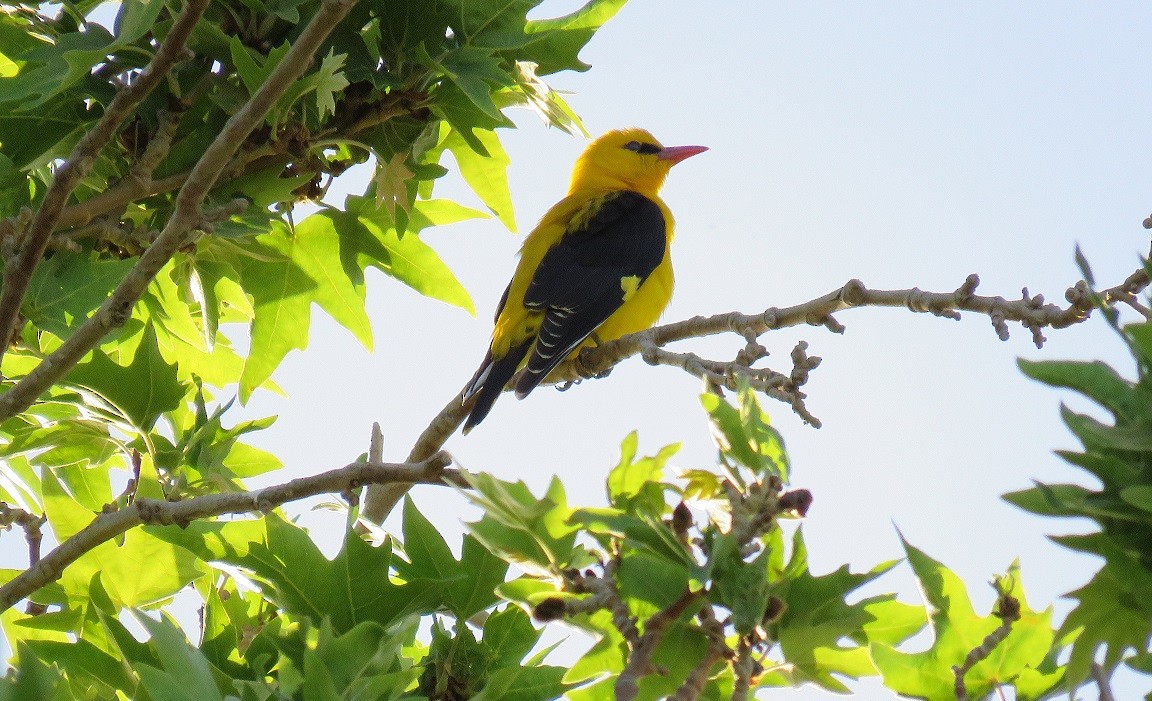 Eurasian Golden Oriole - ML640188231