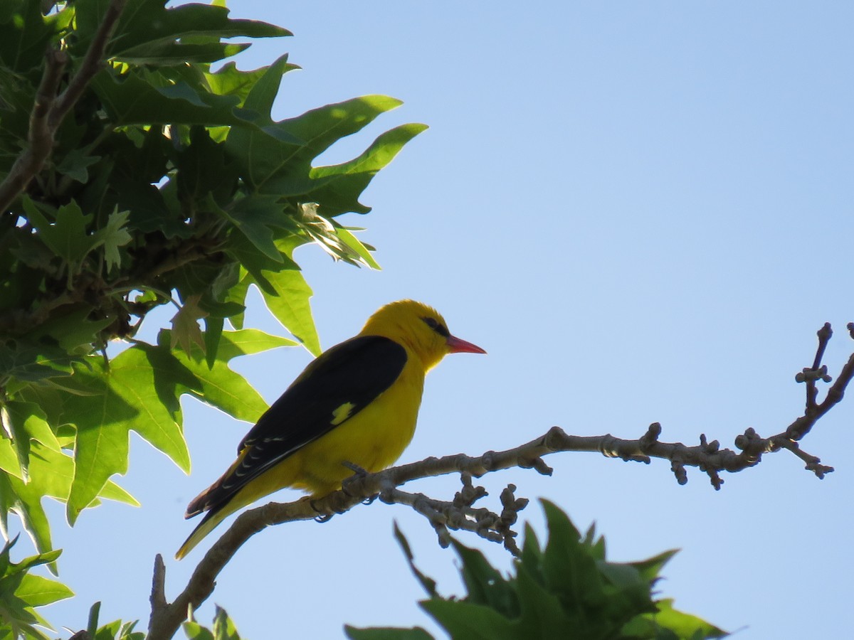 Eurasian Golden Oriole - ML640188234