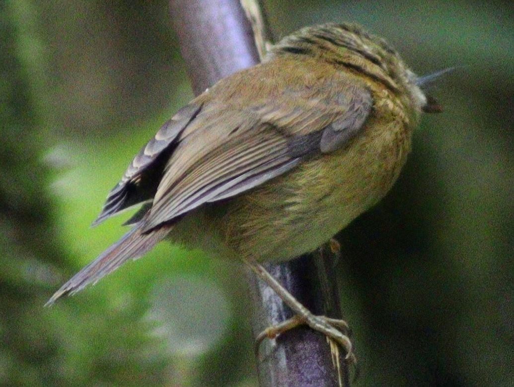 Bronze-olive Pygmy-Tyrant - ML640188244