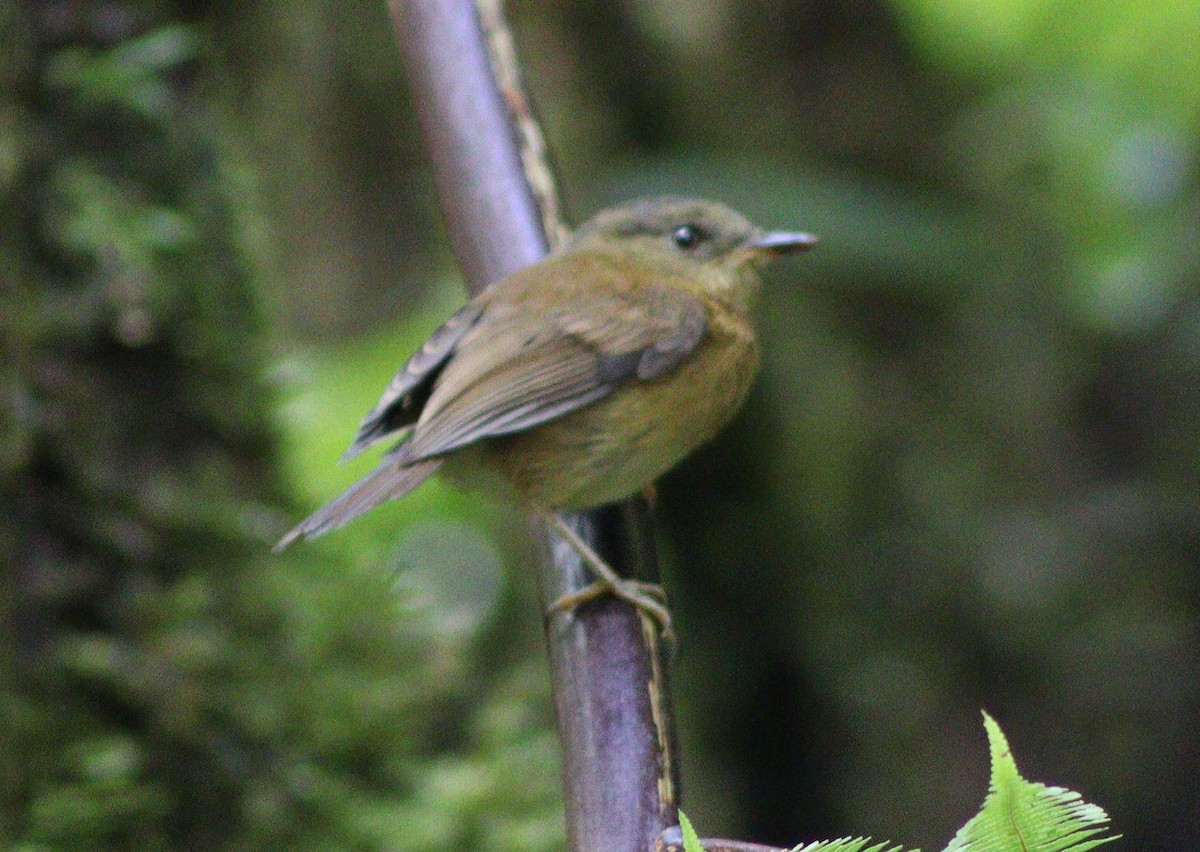 Bronze-olive Pygmy-Tyrant - ML640188246