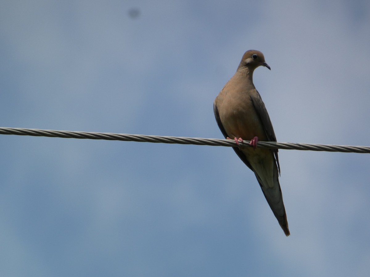 Mourning Dove - ML640188253