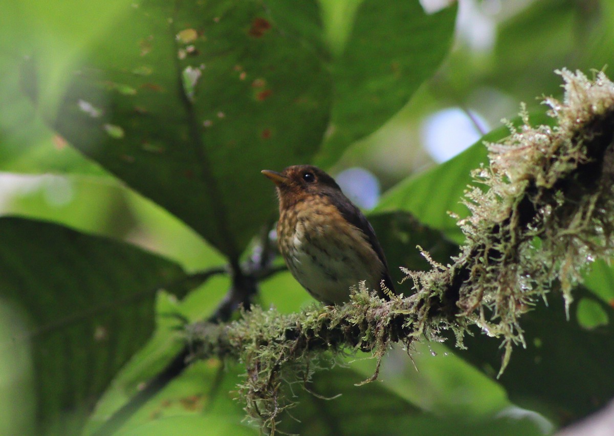 Ochre-breasted Antpitta - ML640188281