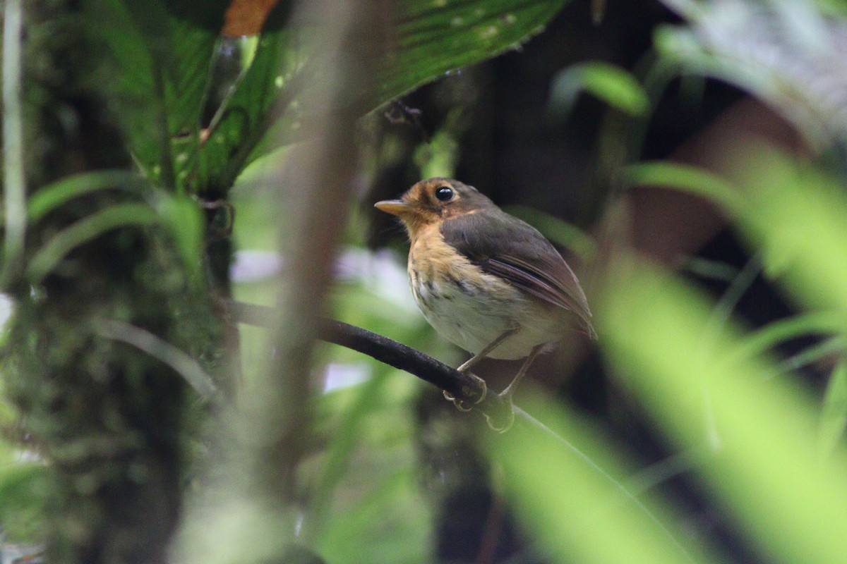 Ochre-breasted Antpitta - ML640188284