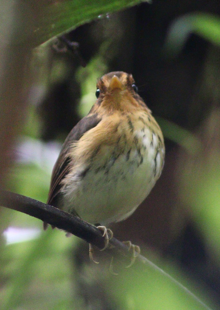 Ochre-breasted Antpitta - ML640188288