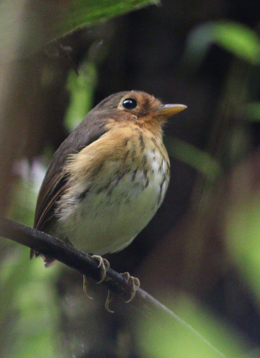 Ochre-breasted Antpitta - ML640188290