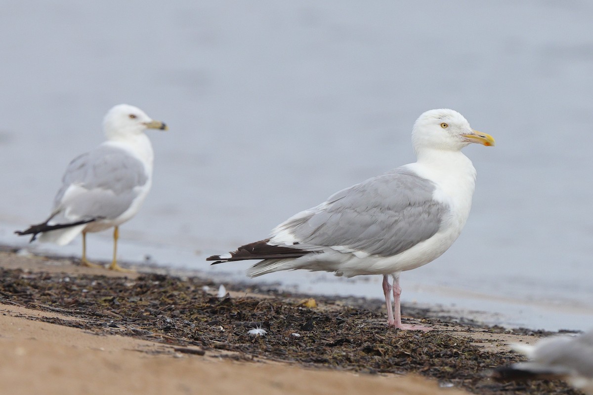 American Herring Gull - ML640188295