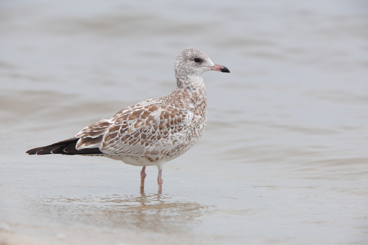 Ring-billed Gull - ML640188298