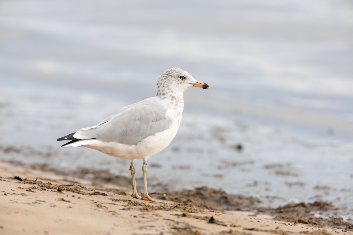 Ring-billed Gull - ML640188299