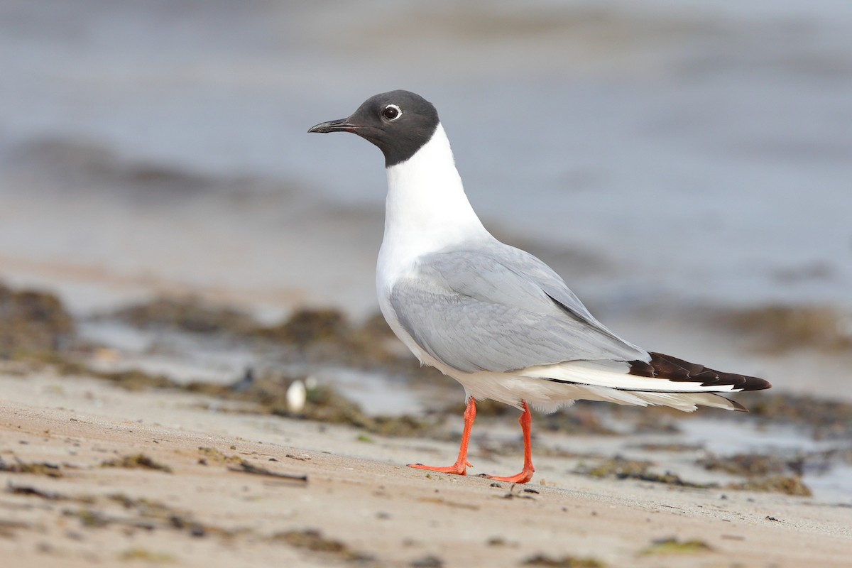 Bonaparte's Gull - ML640188303