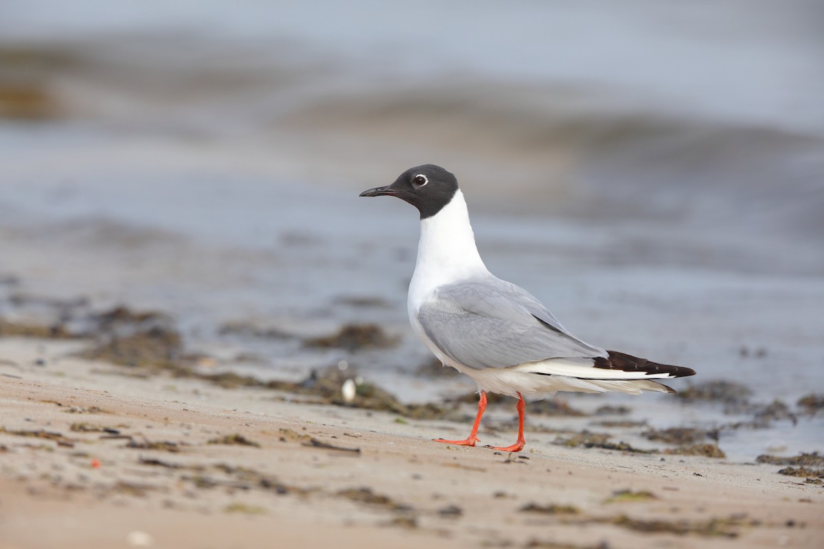 Bonaparte's Gull - ML640188307