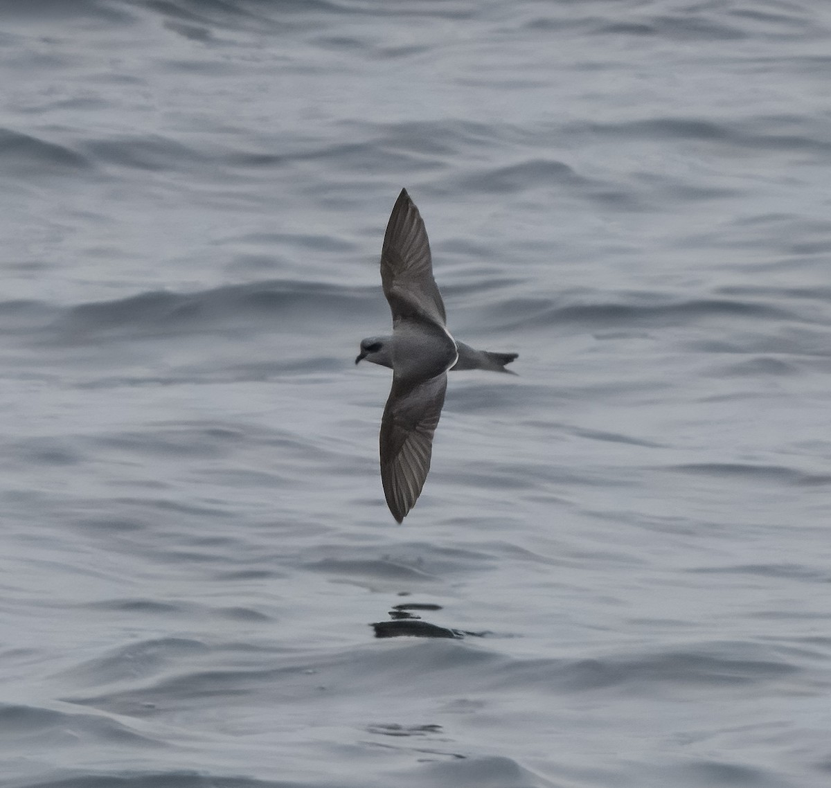 Fork-tailed Storm-Petrel - ML640188314