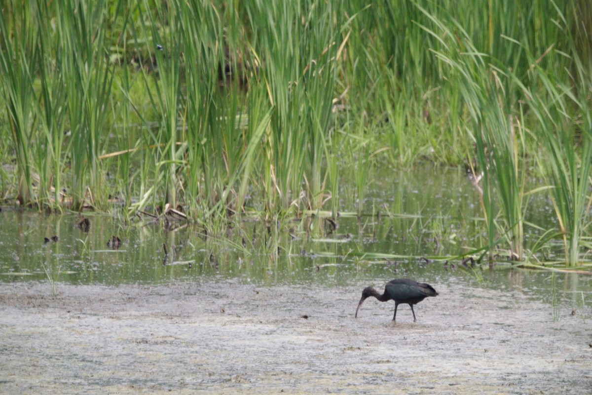 Ibis falcinelle - ML640188322
