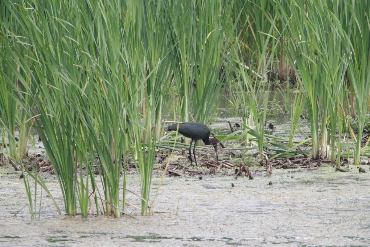 Ibis falcinelle - ML640188323