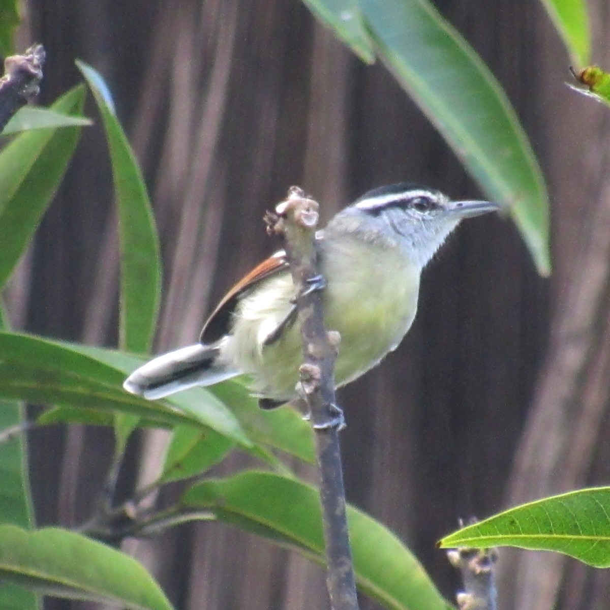 Rusty-winged Antwren - ML640188351