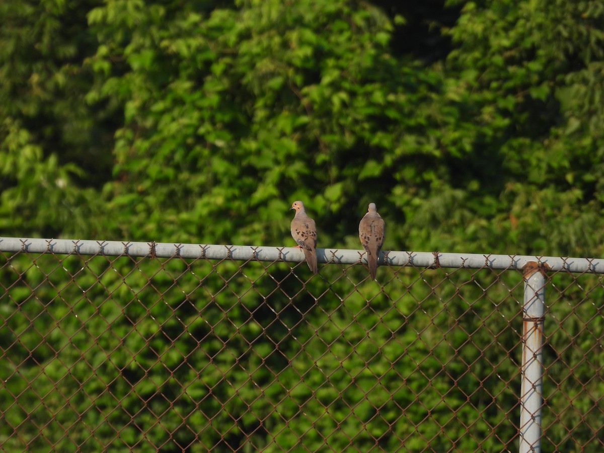 Mourning Dove - ML640188488