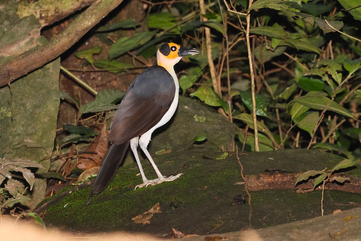 White-necked Rockfowl - ML640188631