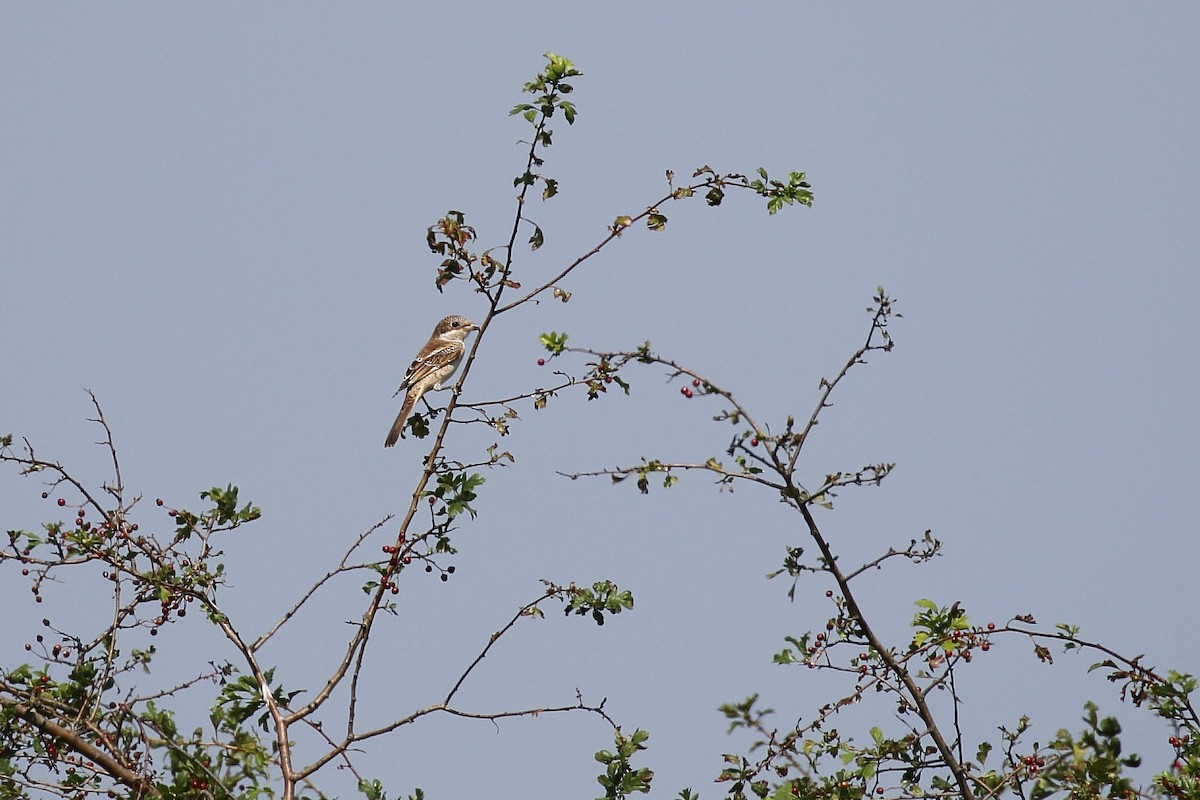 Red-backed Shrike - ML640188636