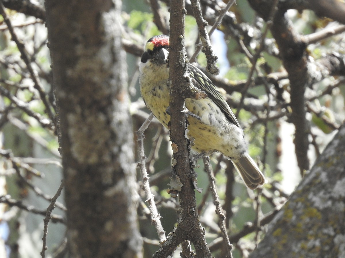 diademskjeggfugl - ML640188653