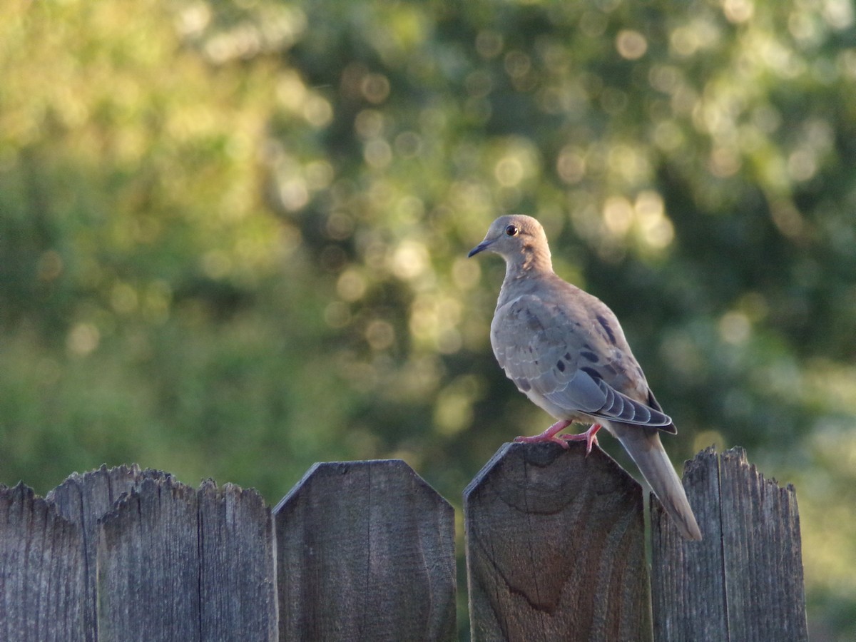 Mourning Dove - ML640188678