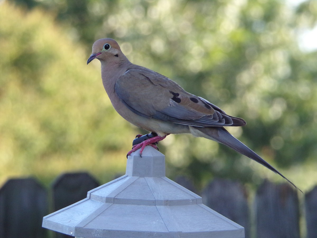 Mourning Dove - ML640188679
