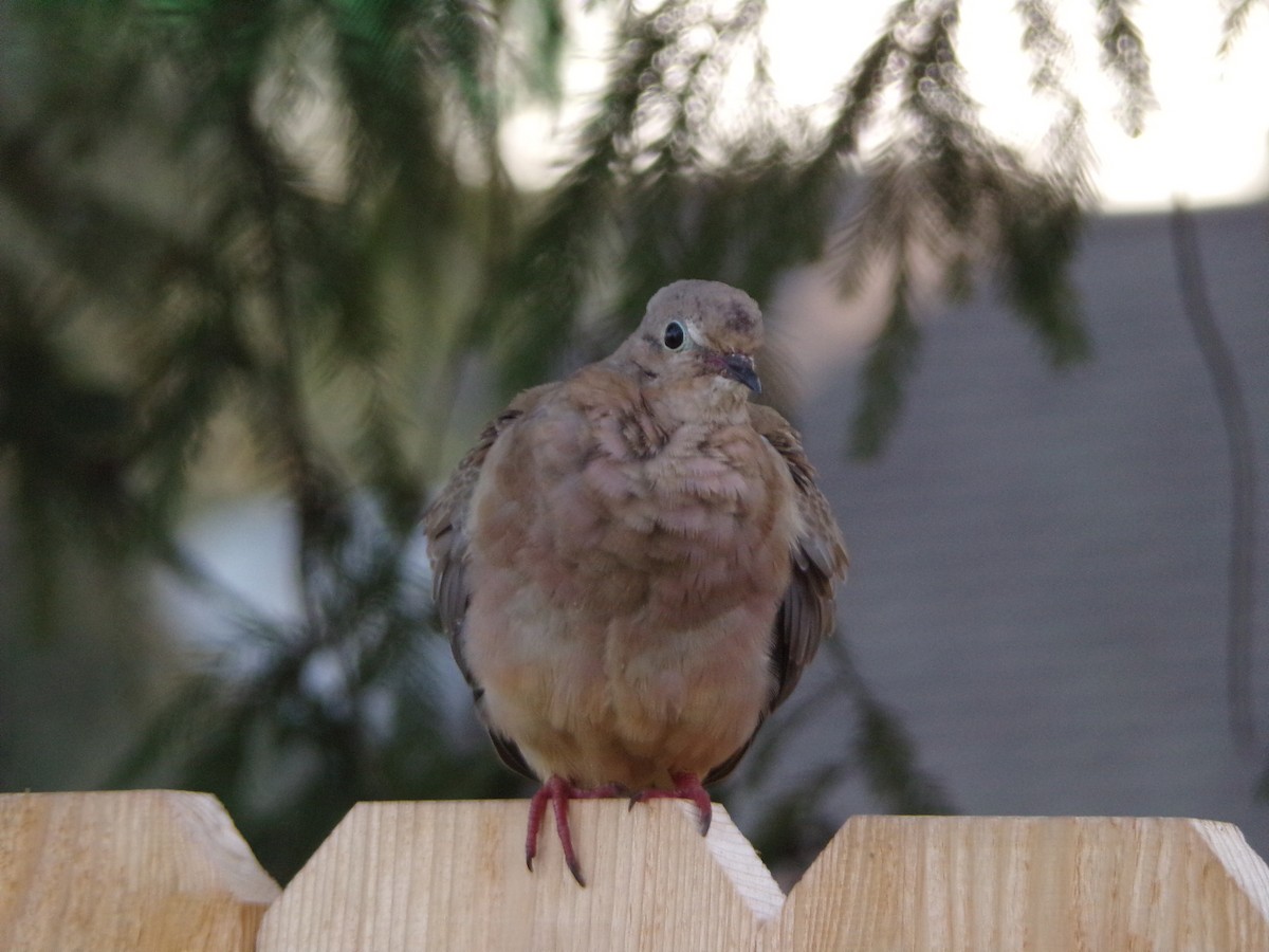 Mourning Dove - ML640188680