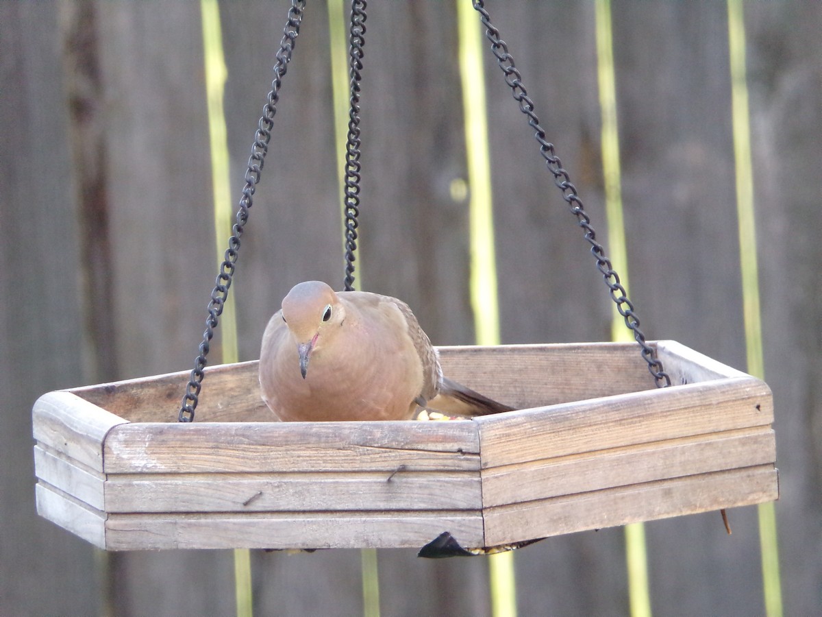 Mourning Dove - ML640188681