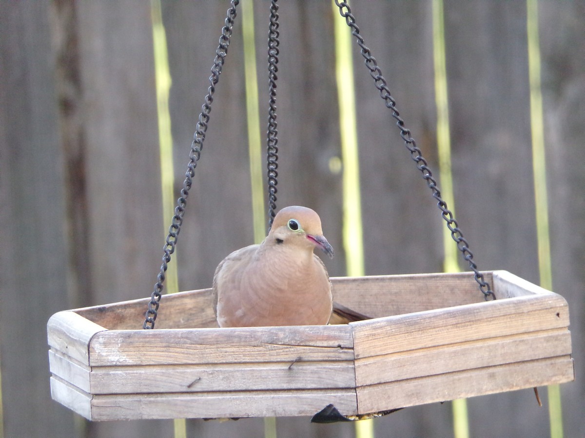 Mourning Dove - ML640188682