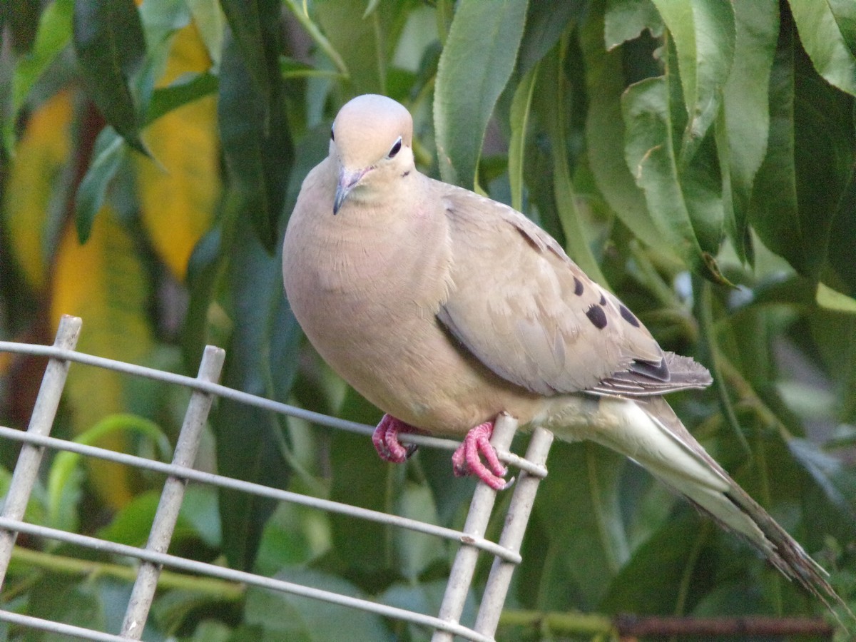 Mourning Dove - ML640188684