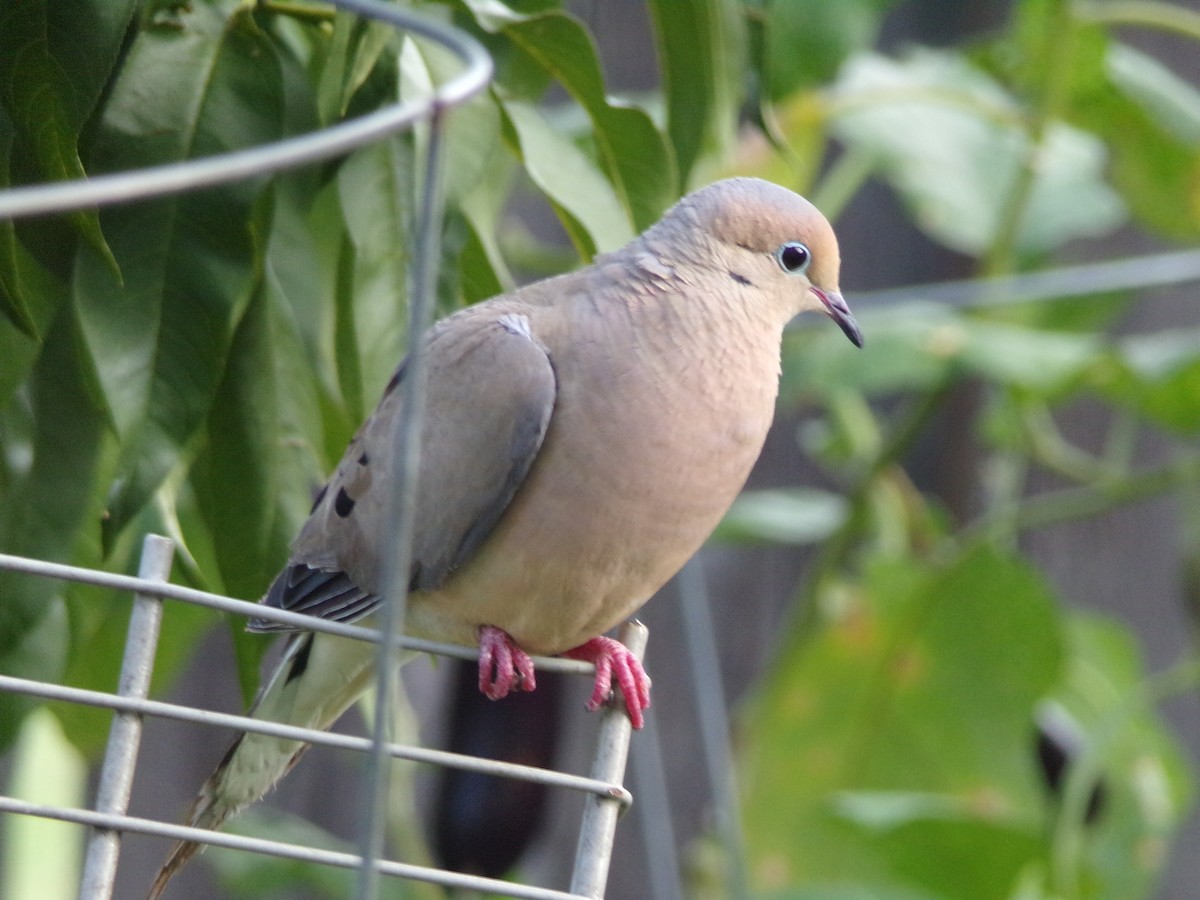 Mourning Dove - ML640188685