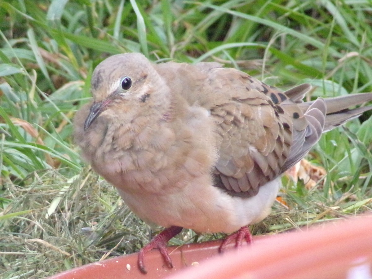 Mourning Dove - ML640188686