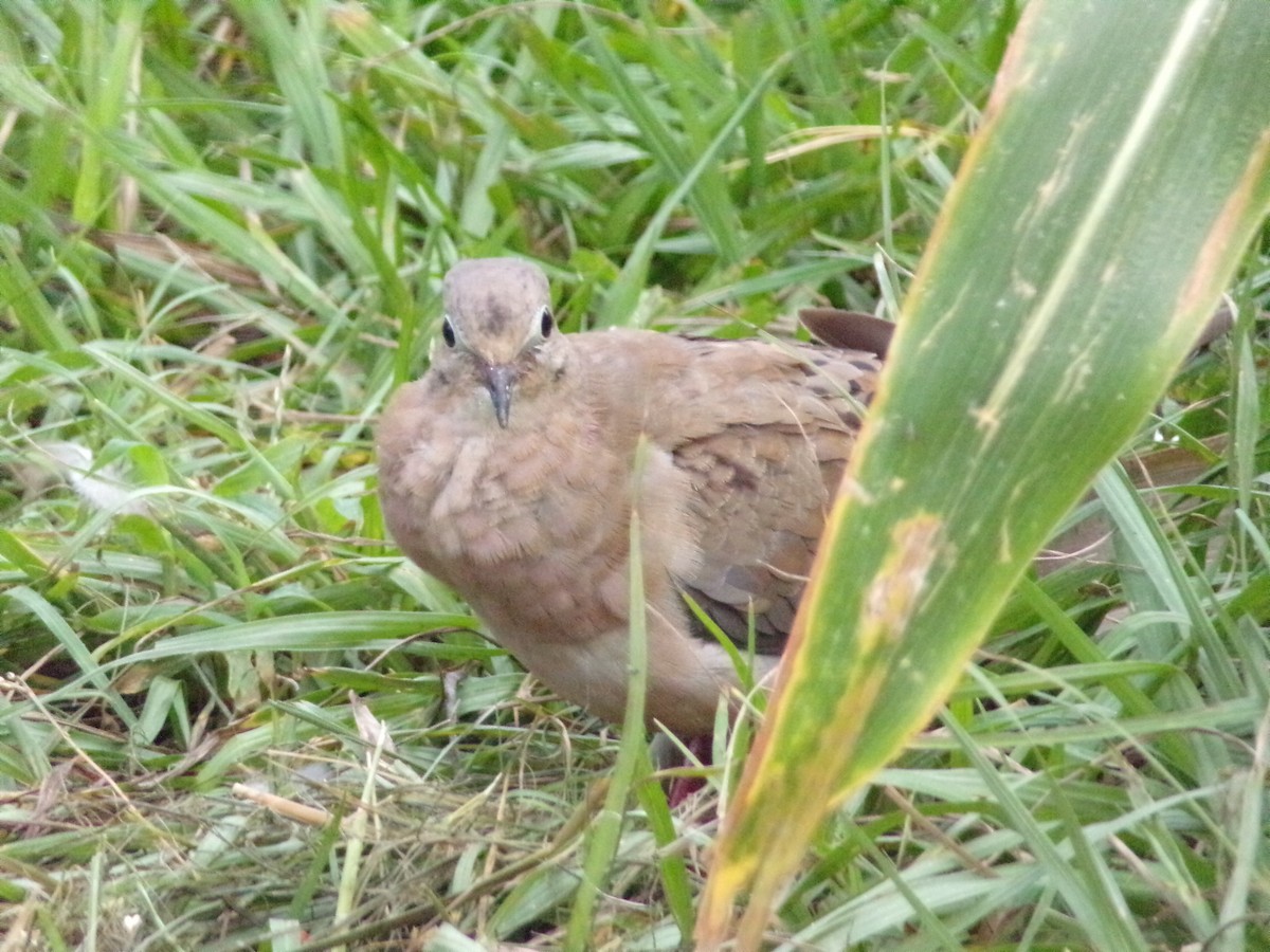 Mourning Dove - ML640188692