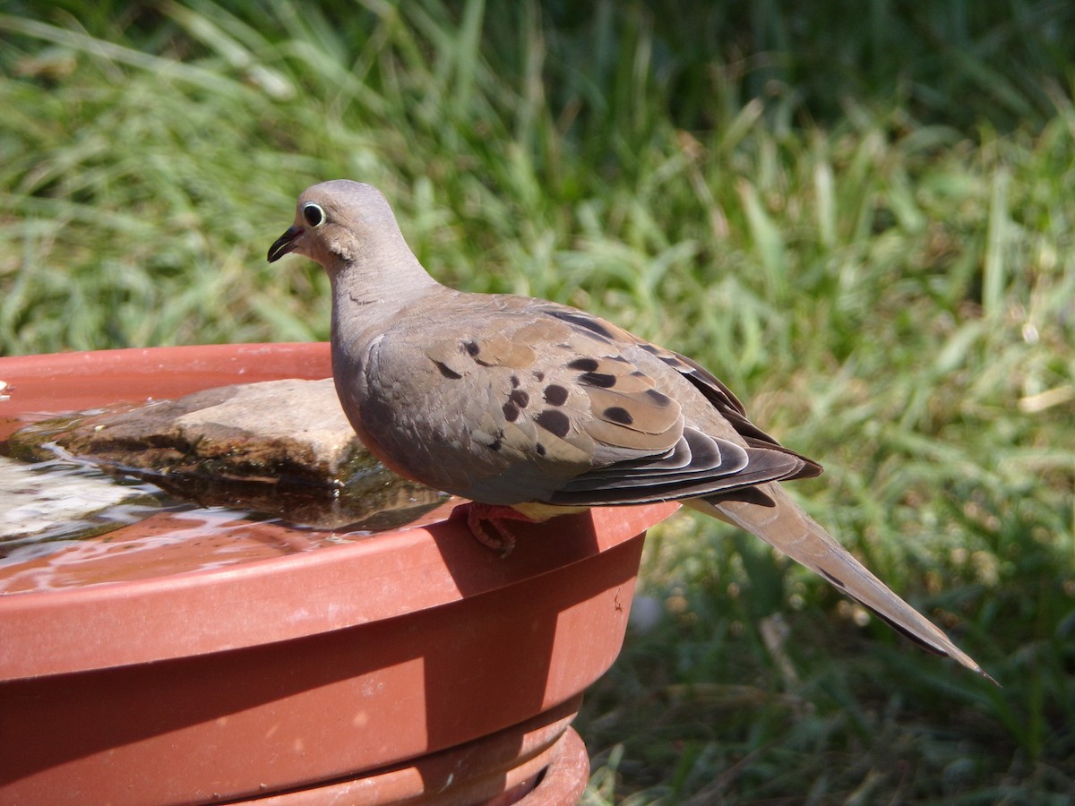 Mourning Dove - ML640188693