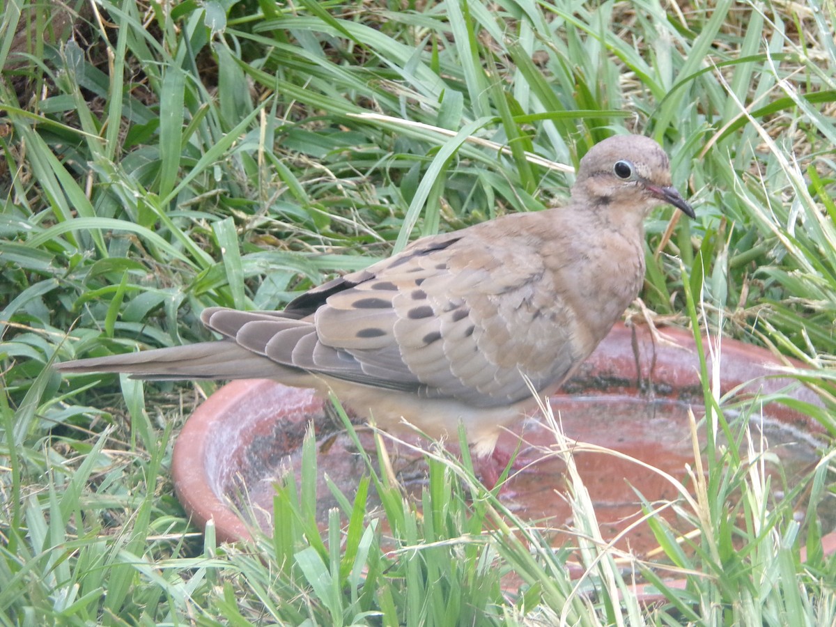 Mourning Dove - ML640188694