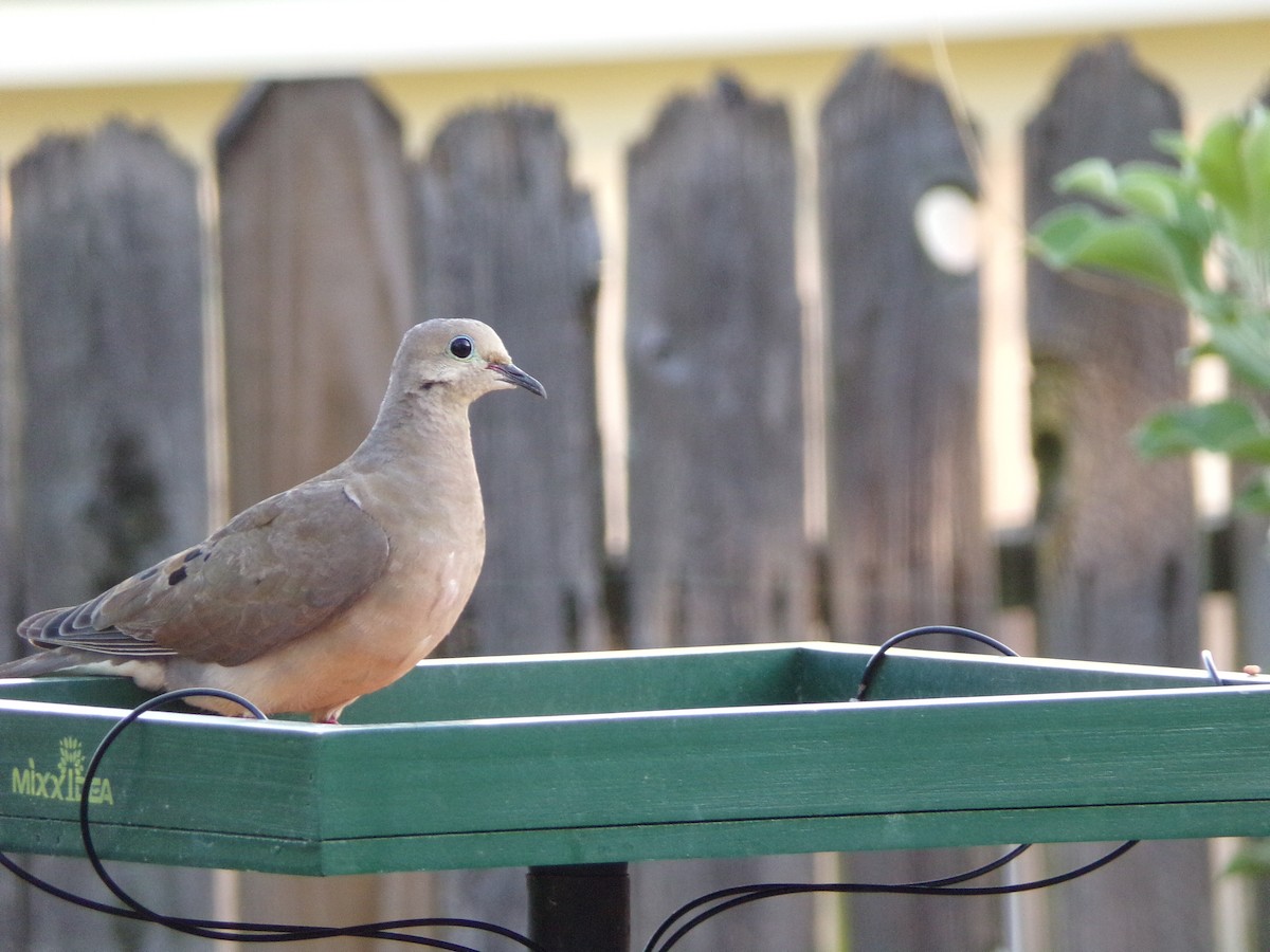 Mourning Dove - ML640188695