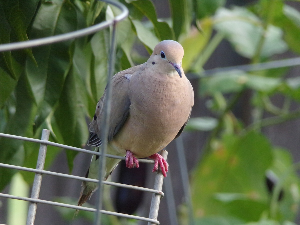 Mourning Dove - ML640188696