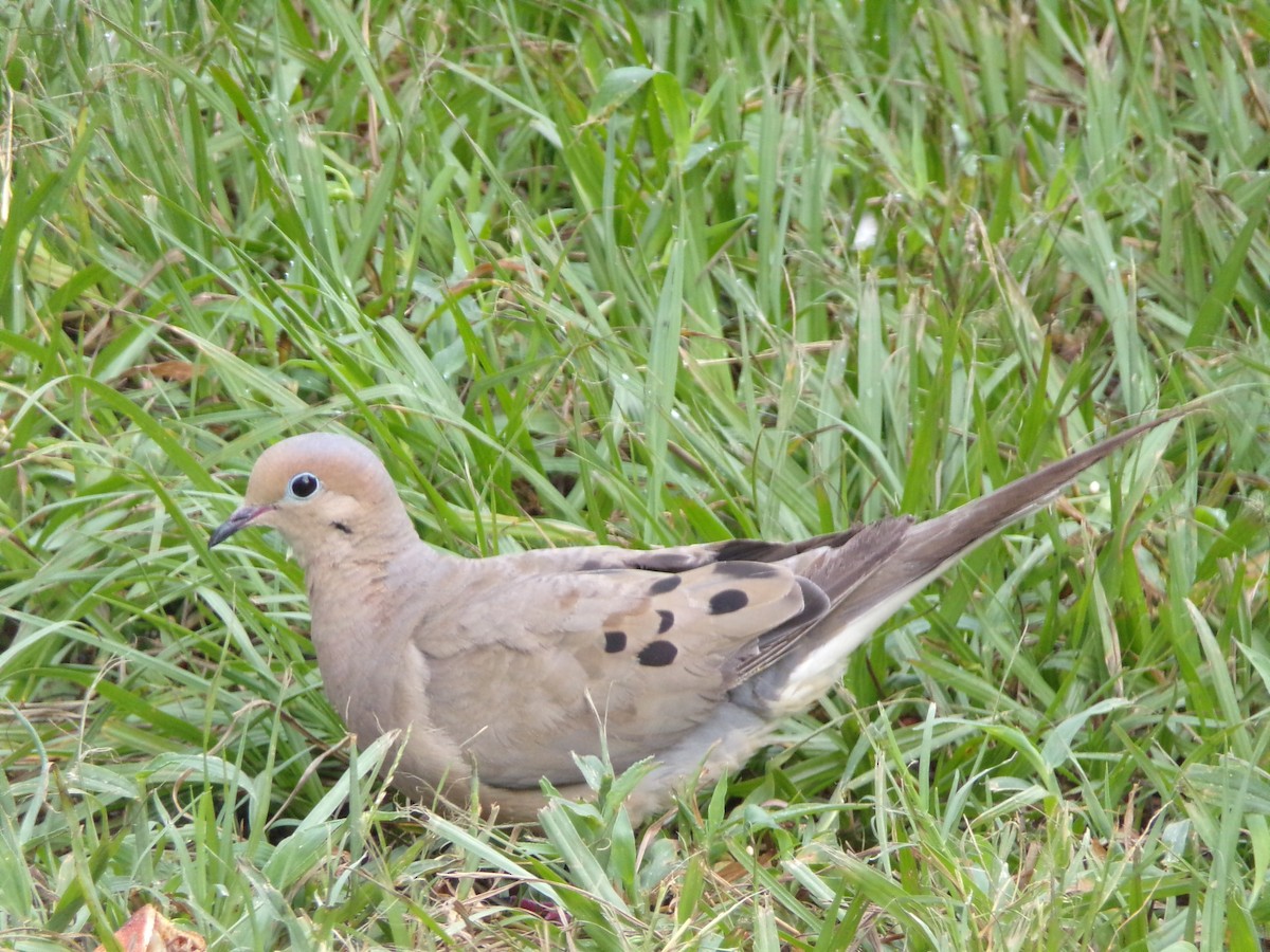 Mourning Dove - ML640188697