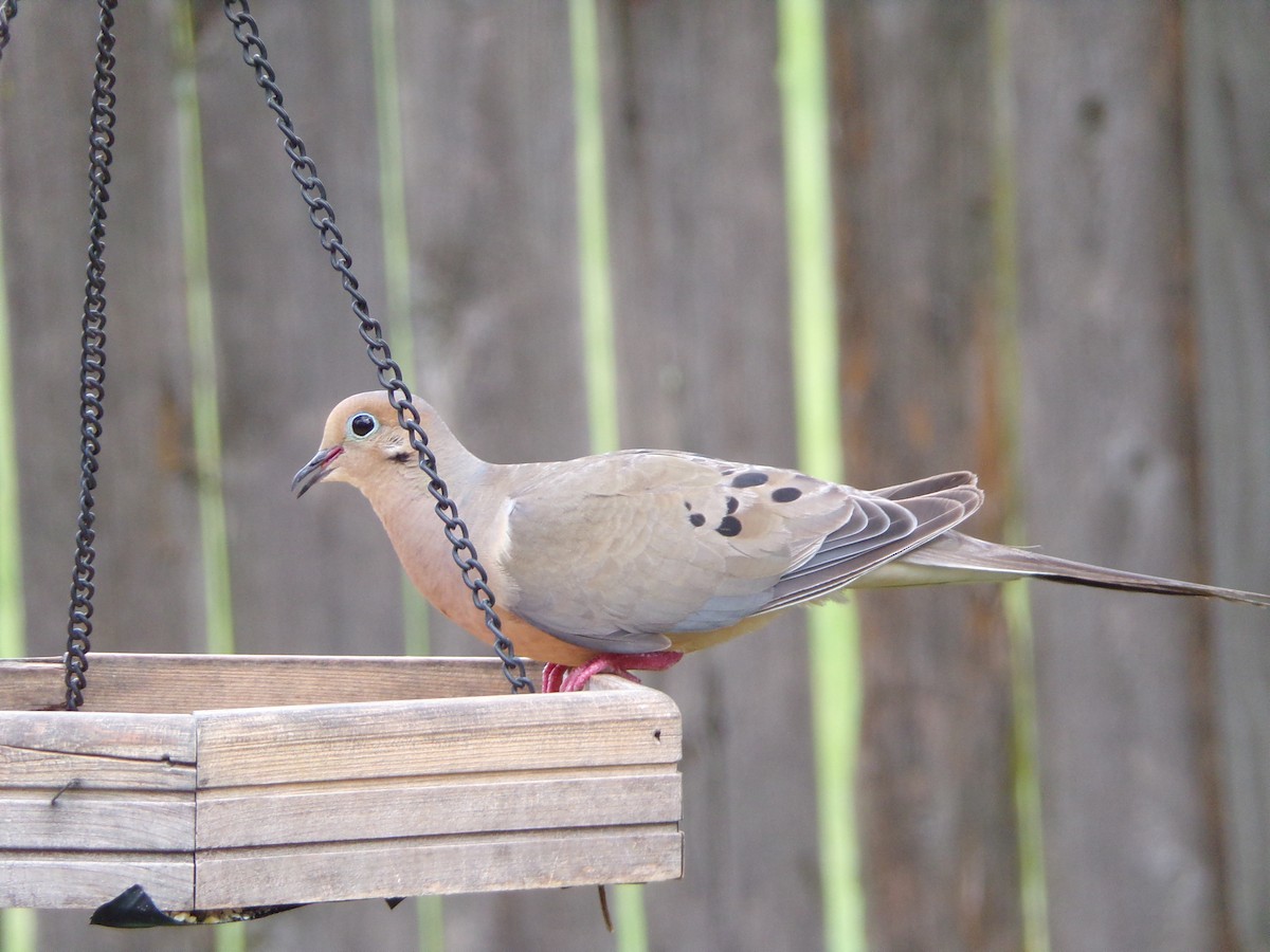 Mourning Dove - ML640188699