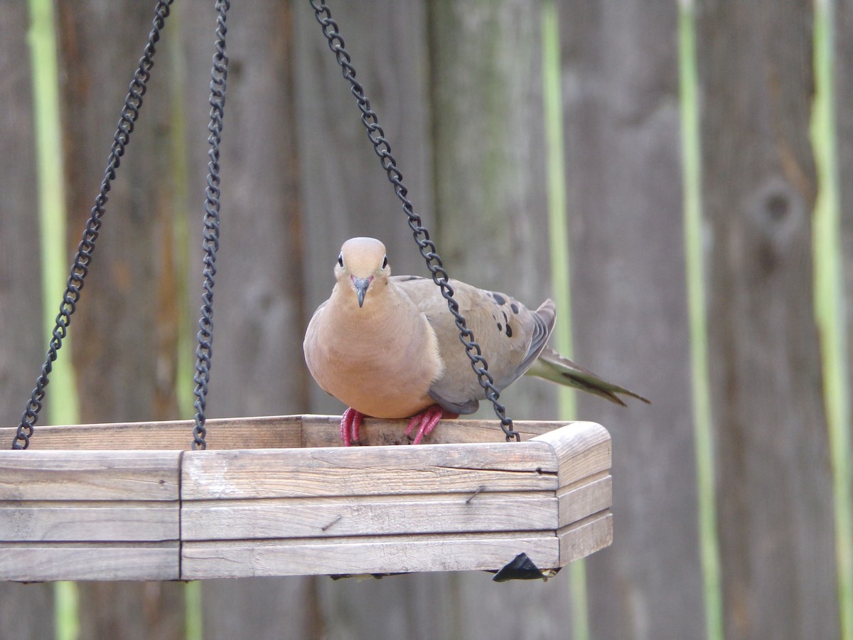 Mourning Dove - ML640188700
