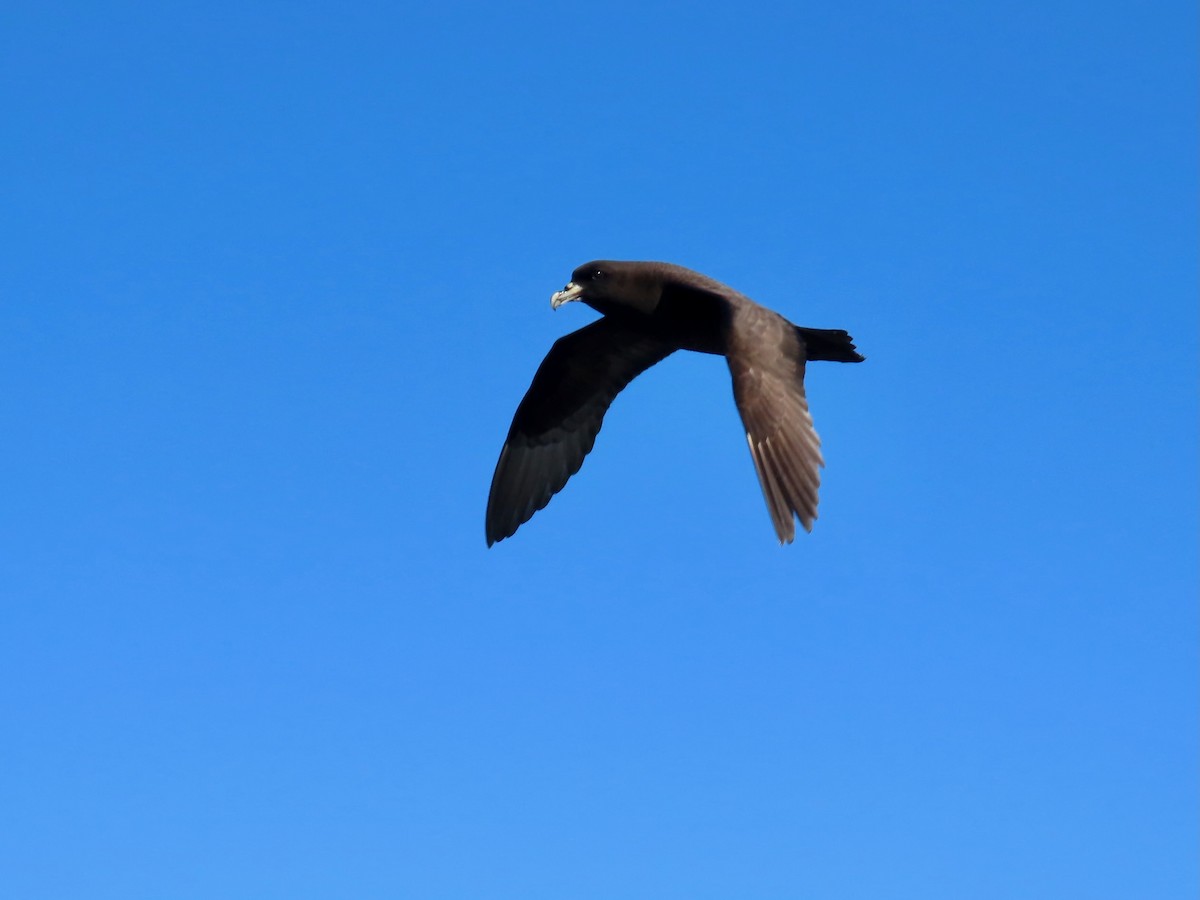White-chinned Petrel - ML640188732