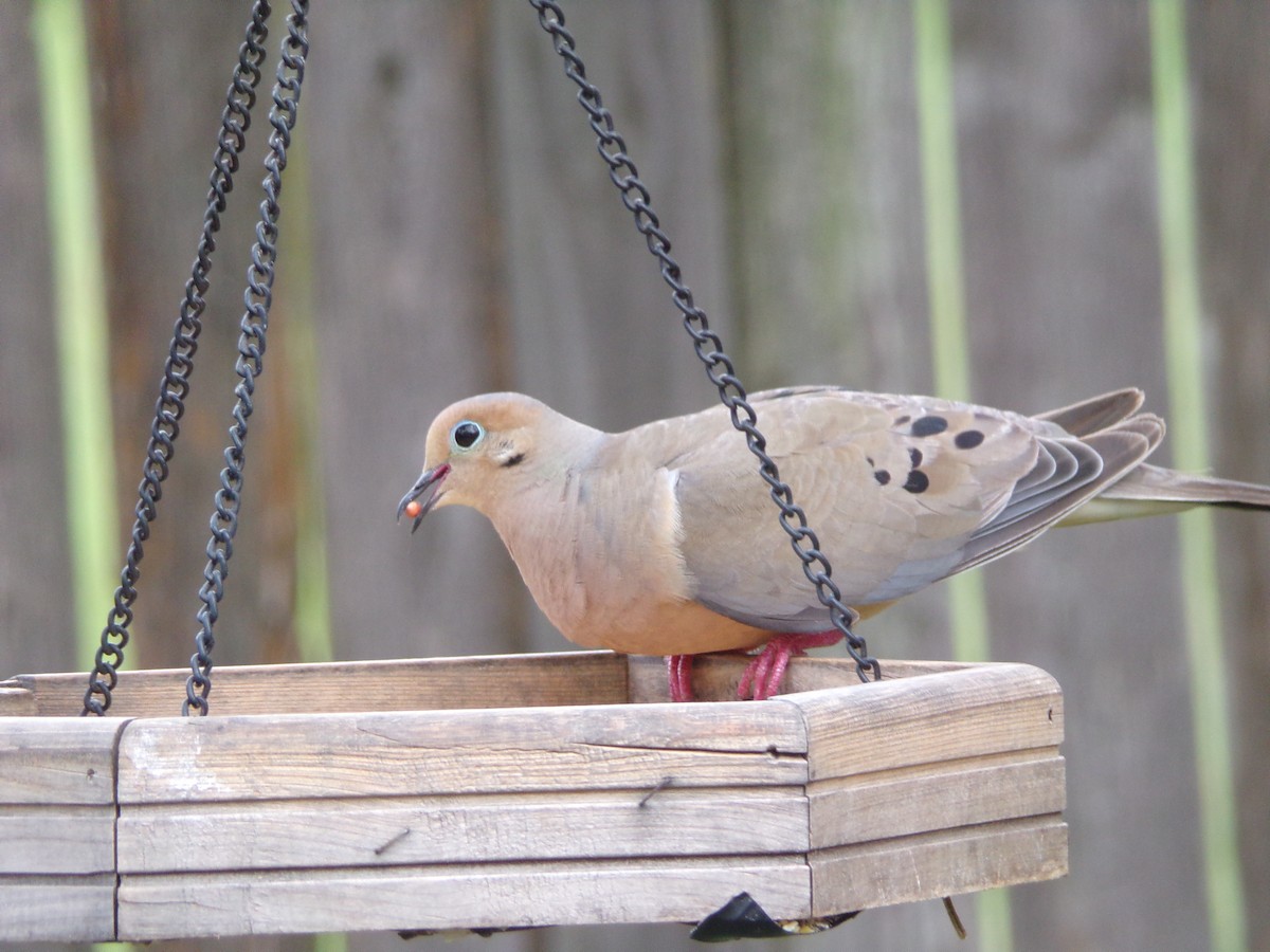 Mourning Dove - ML640188734