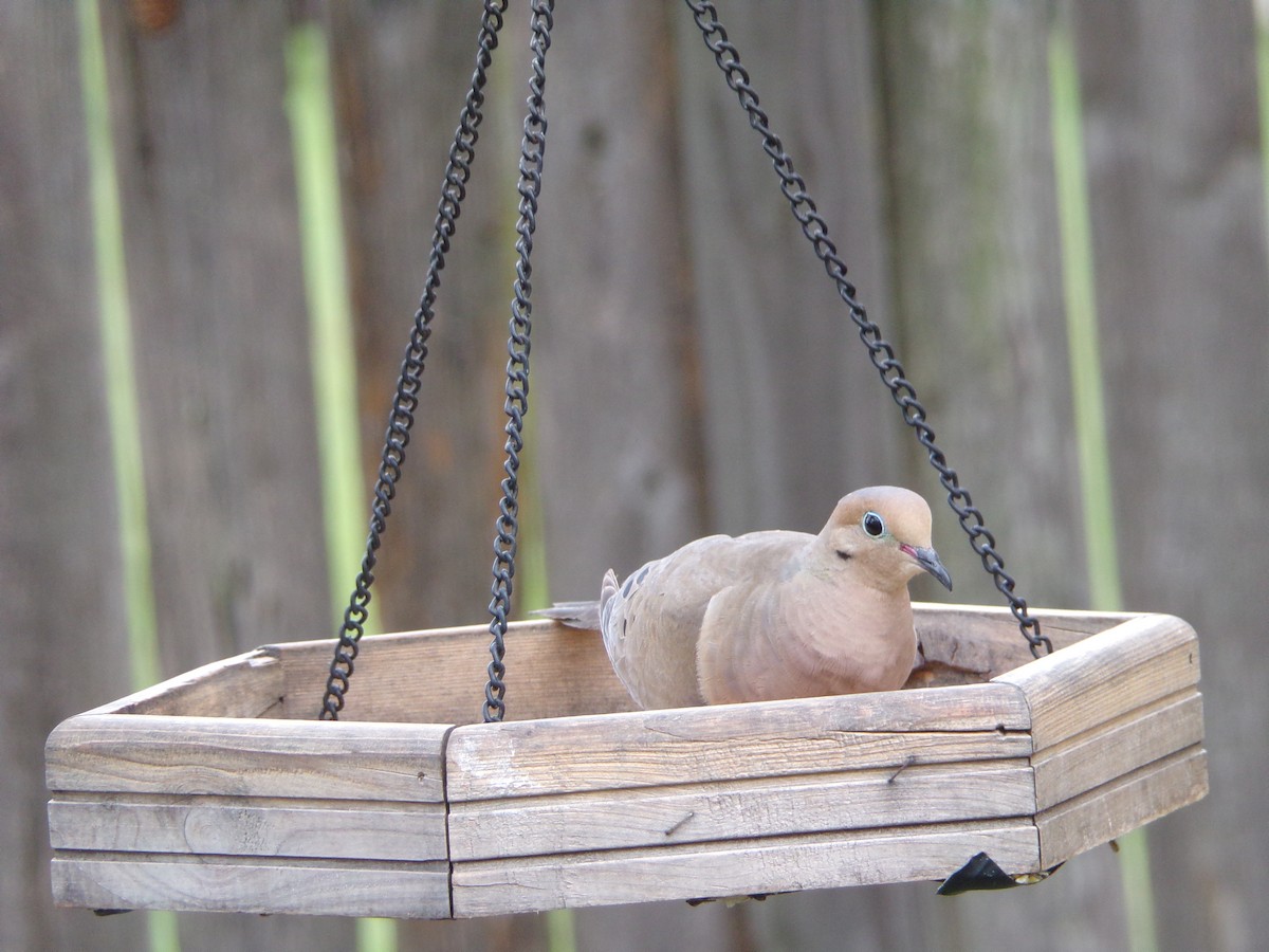 Mourning Dove - ML640188743