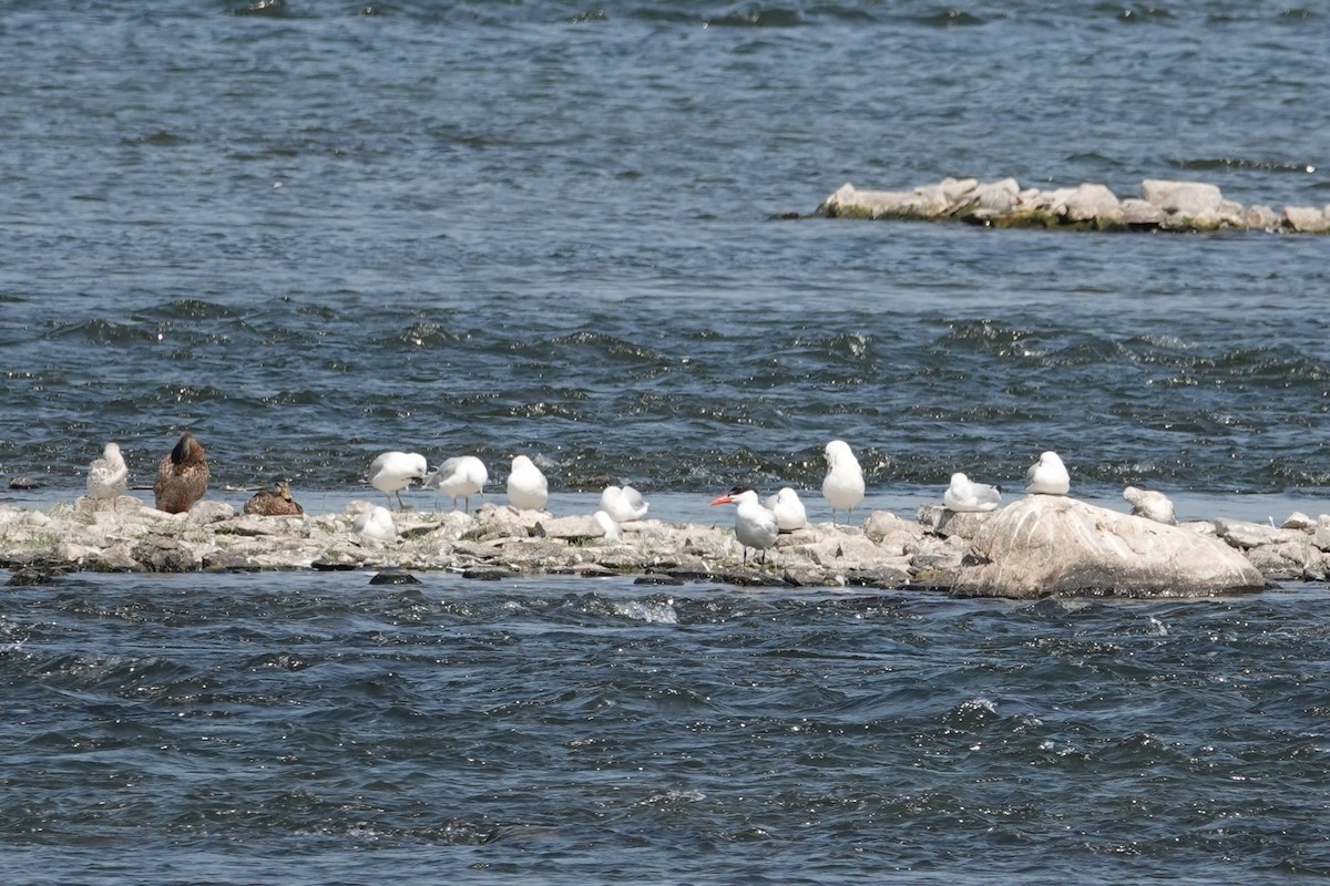 Caspian Tern - ML640188744