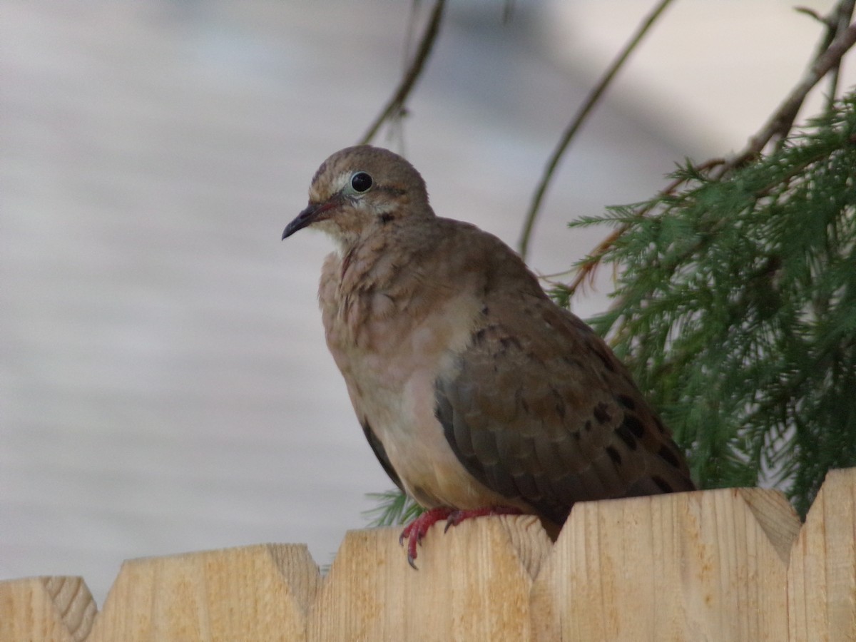 Mourning Dove - ML640188745