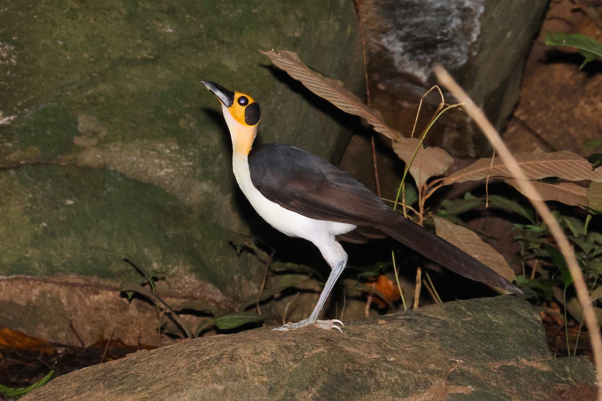 White-necked Rockfowl - ML640188747