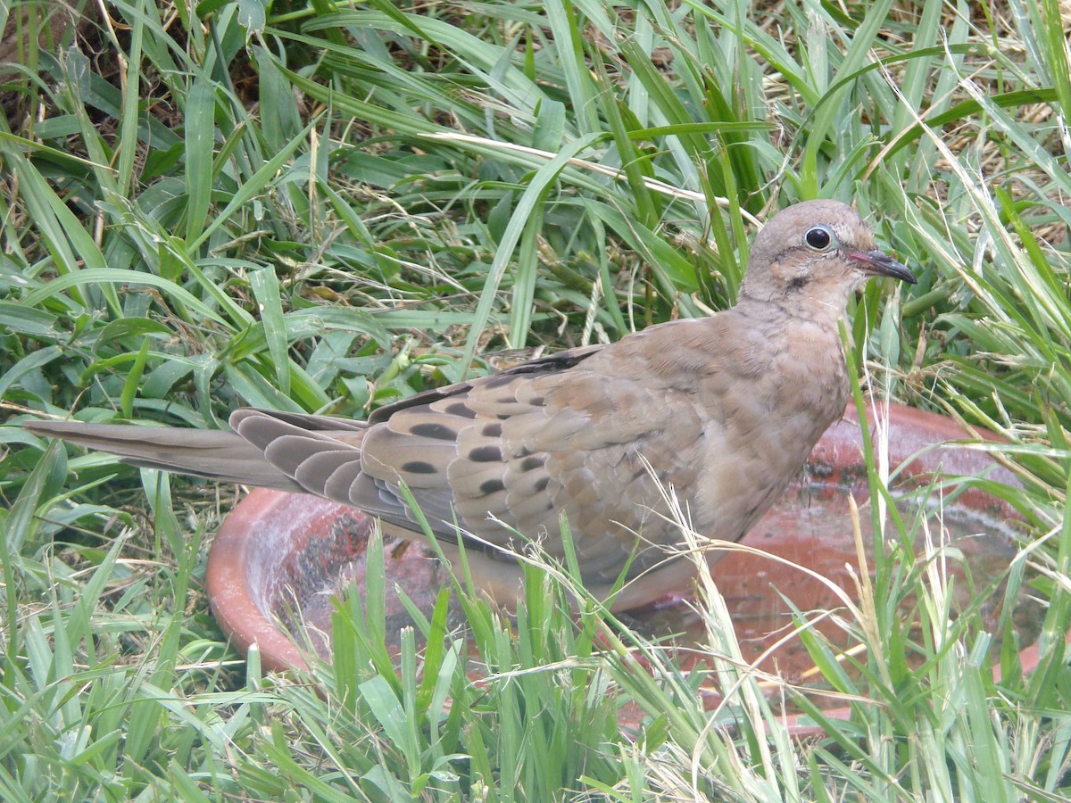 Mourning Dove - ML640188748