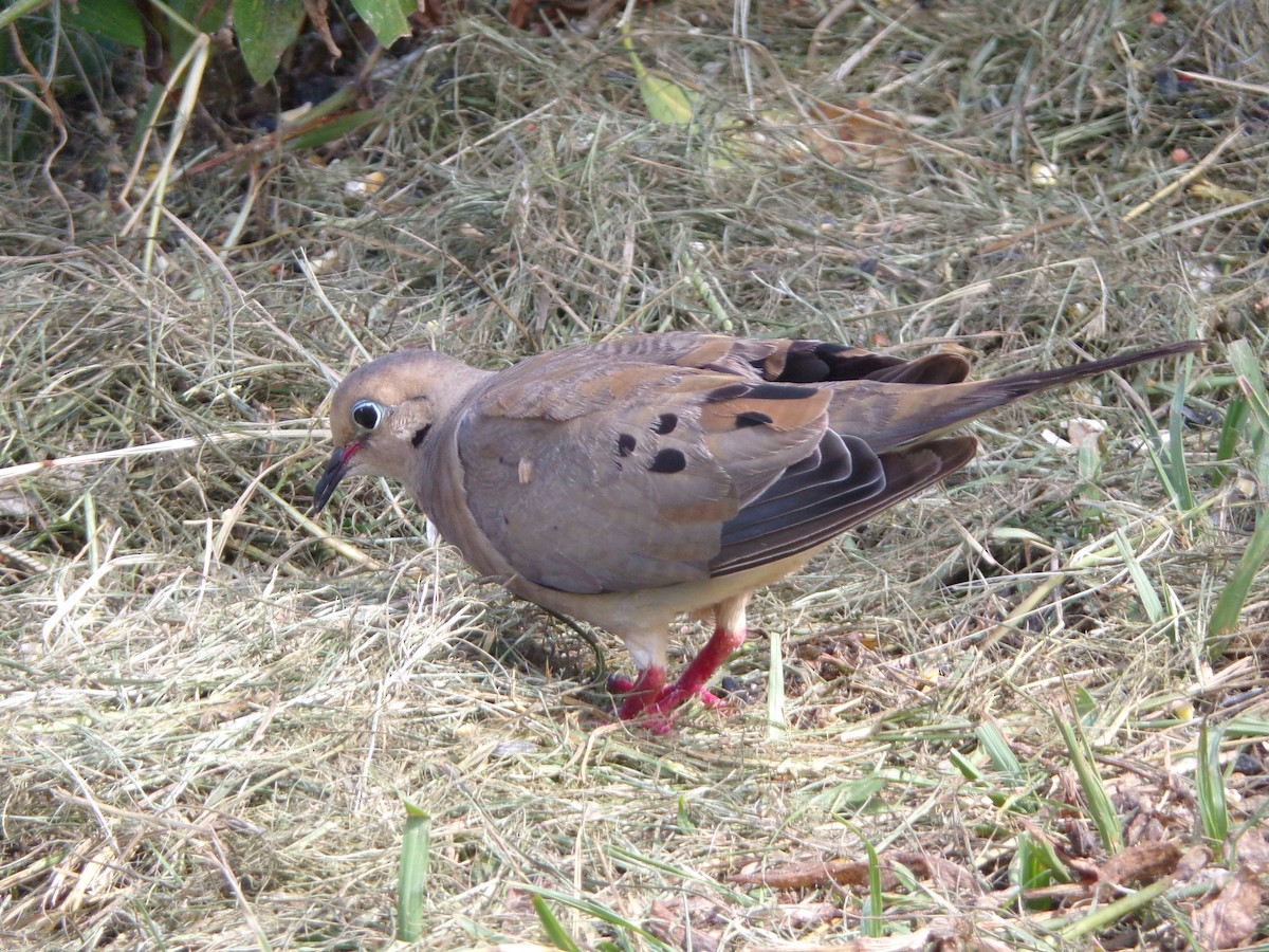 Mourning Dove - ML640188844