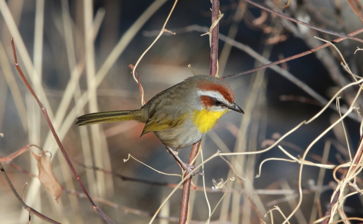 Rufous-capped Warbler - ML640188845