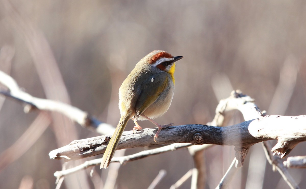 Rufous-capped Warbler - ML640188846