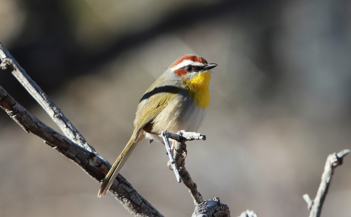 Rufous-capped Warbler - ML640188847